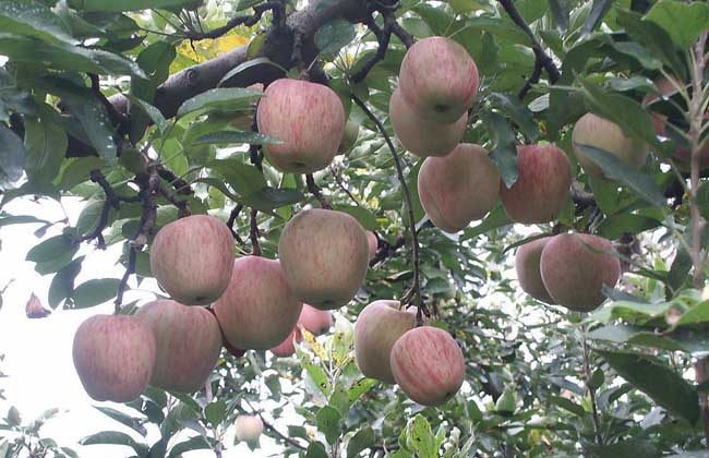苹果树的寿命有多长