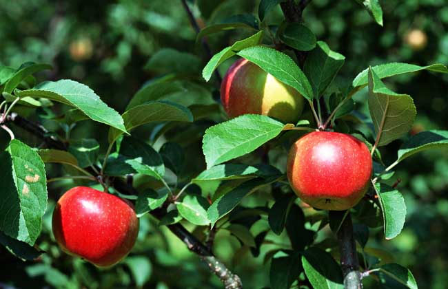 苹果树栽培技术视频
