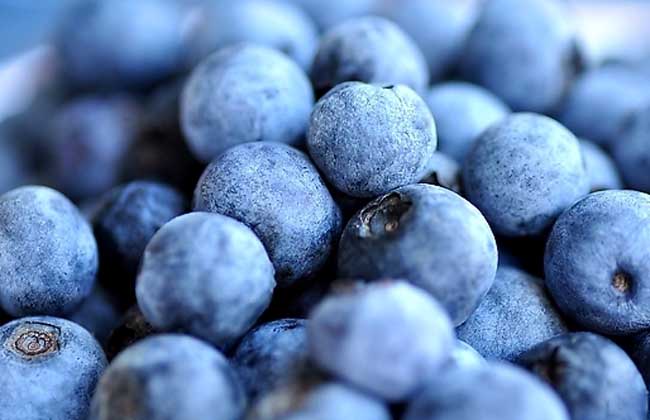 孕妇能吃蓝莓吗？