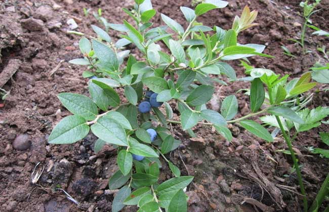 蓝莓扦插繁殖方法