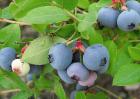 蓝莓种植技术视频