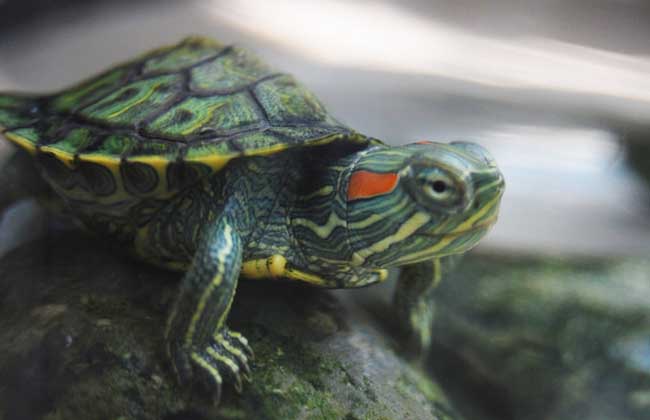 巴西龟的疾病防治