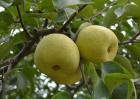 梨树种植技术视频