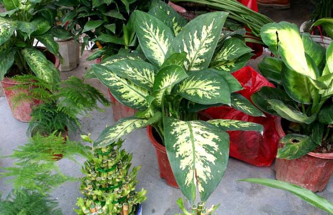 十大净化空气的室内植物排名