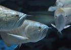 银龙鱼养殖技术视频