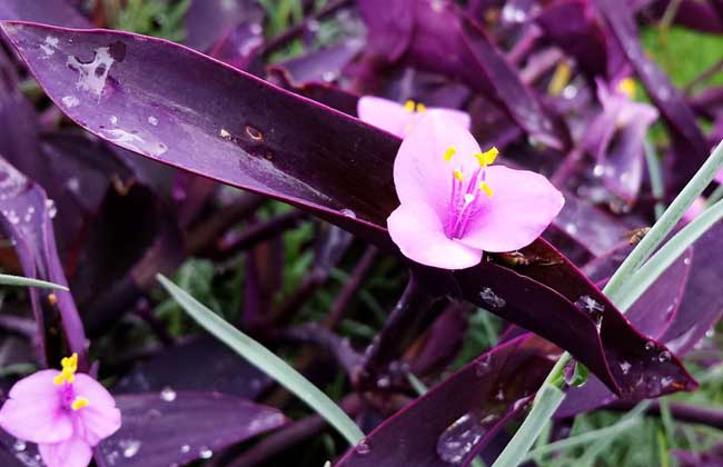 紫吊兰