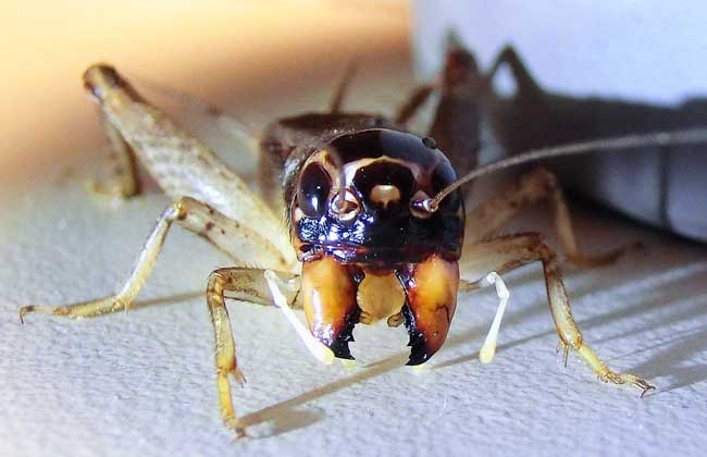 蟋蟀品种图片