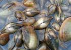孕妇能吃河蚌吗？