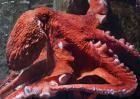 巨型章鱼到底有多大？