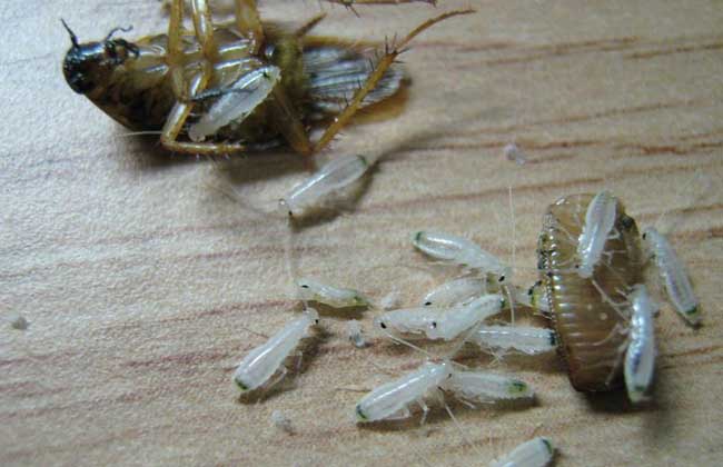 蟑螂的危害有哪些