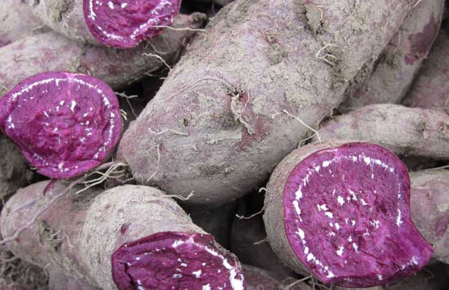 紫心薯