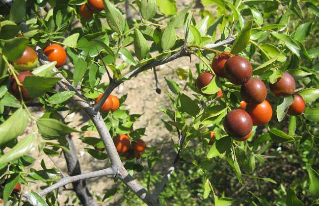枣树种植技术视频