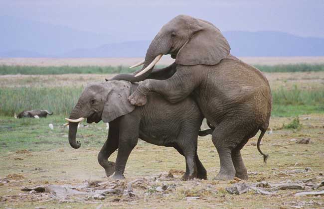大象交配过程视频