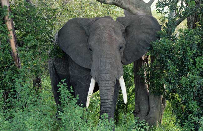 大象墓地真的存在吗？