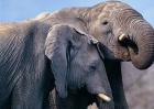 一头大象的重量是多少？