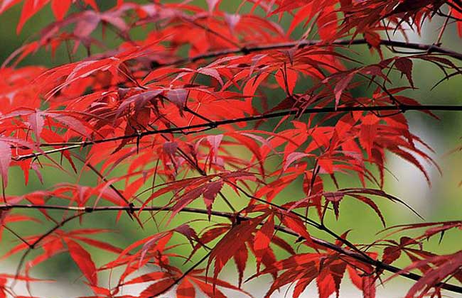 日本红枫种植技术视频