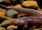 红狼牙鰕虎鱼能吃吗？