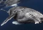 鲸鱼是哺乳动物吗？