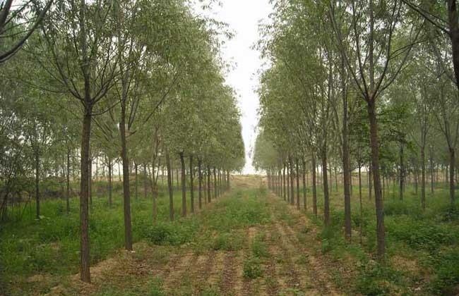柳树种植技术