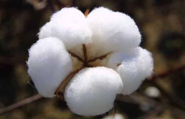棉花的种植条件