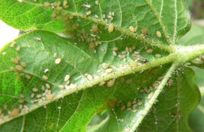 棉花蚜虫的防治方法