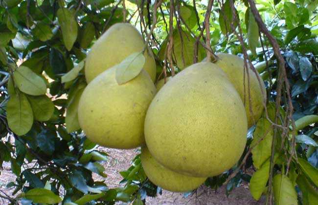 沙田柚种植技术