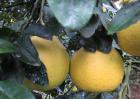 沙田柚种植几年结果？