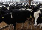 荷斯坦奶牛养殖视频