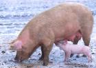 母猪配种技术视频