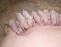 怀孕母猪饲养技术视频