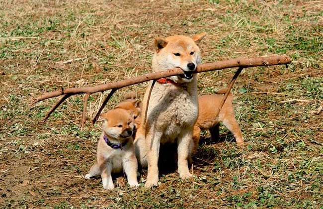日本柴犬怎么训练