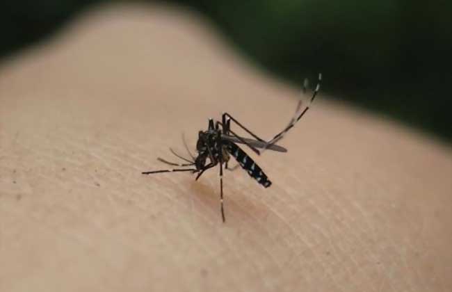 蚊子种类图片