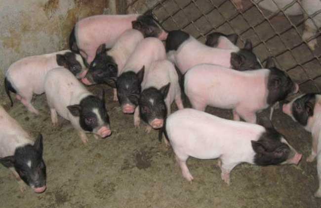 香猪养殖场建设方案