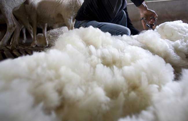 羊毛出在羊身上