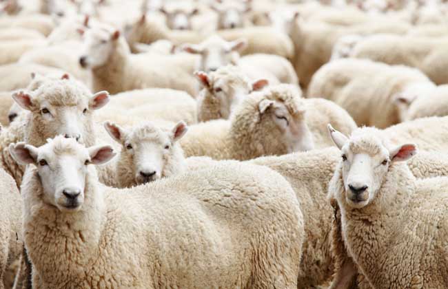 羊群效应是什么意思？
