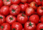 西红柿能生吃吗？
