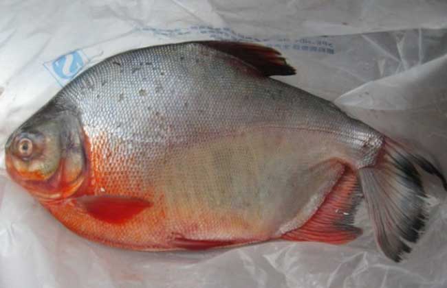红鲳鱼养殖技术