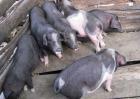 关岭猪高效养殖技术