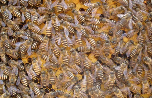 僵尸蜜蜂