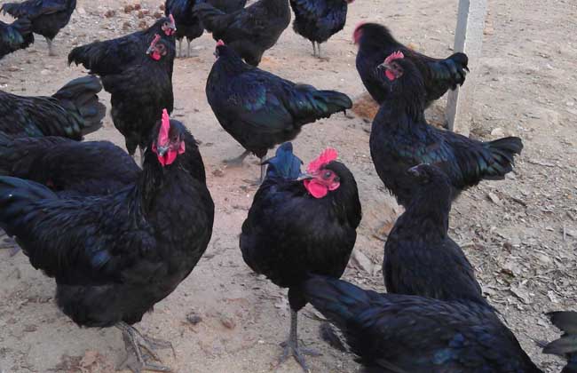 五黑鸡养殖技术