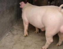 长白猪养殖技术视频