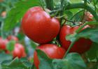 番茄白粉病防治技术