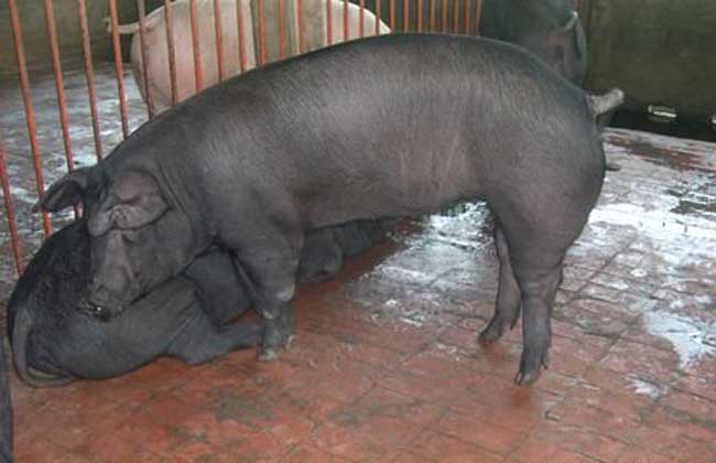 太湖猪养殖技术