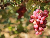 红提葡萄种植技术视频