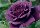 路易十四玫瑰花语和传说