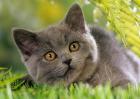 猫为什么怕黄瓜？
