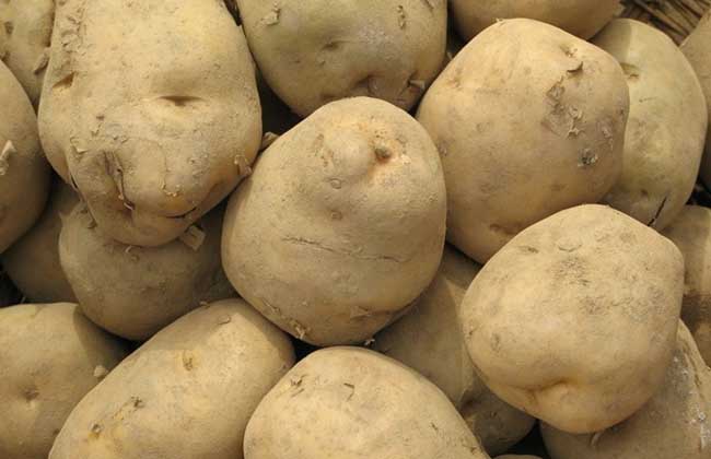土豆种植技术视频
