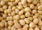 转基因大豆是怎么回事？