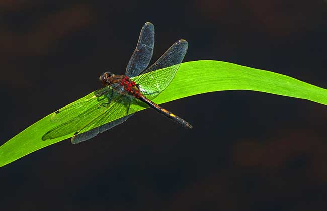 蜻蜓有哪些常见种类