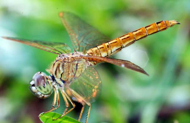 蜻蜓是益虫还是害虫？